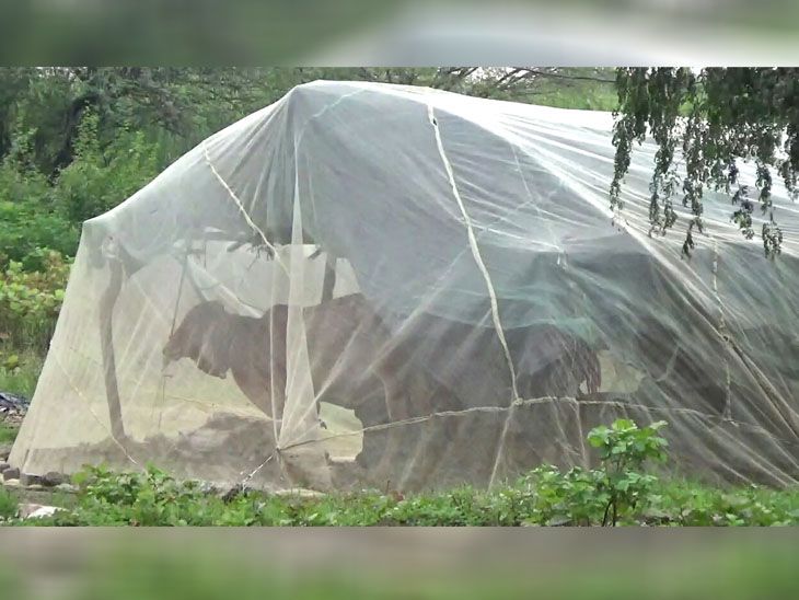 The entire stable was covered with mosquito nets to protect the milch ...