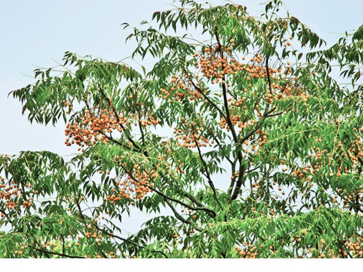 Every seed must have the power to become a tree!