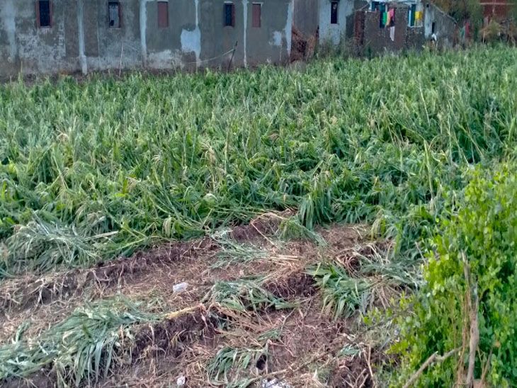 Rain-storm damage to 31,945 hectares of horticultural crops in the district