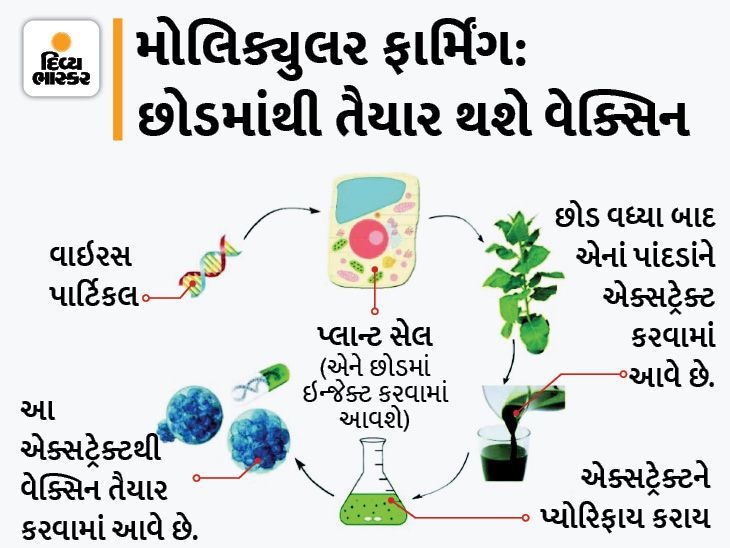 Molecular Farming Develops CoVLP Vaccine for Corona Virus from Plants ...