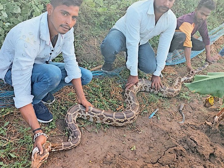 A 10 feet long python was rescued from a farm in Jabugam | રેસ્ક્યૂ ...