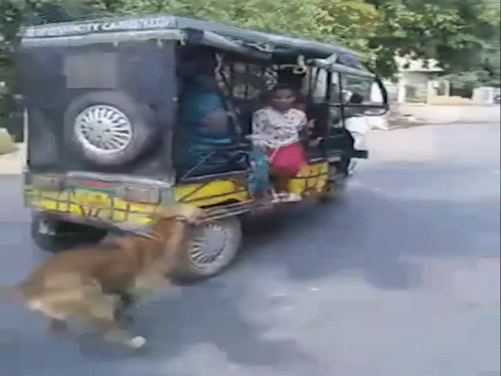A dog running behind a rickshaw for 5 kilometers, this video is making ...