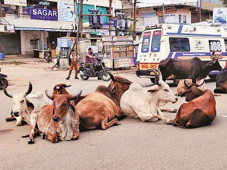 AMC Commissioner became strict after high court clash on stray cattle