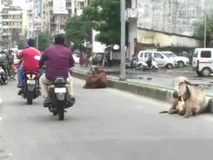 Two-wheeler driver injured after being run over by a cow in Navayard ...