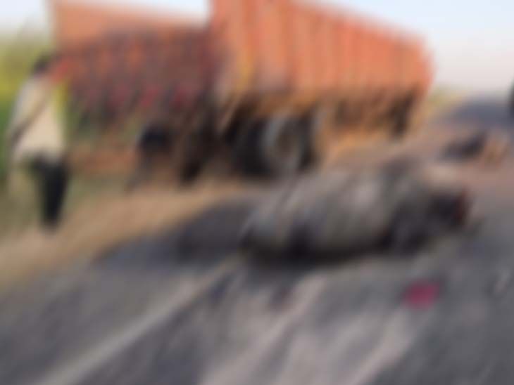 4 lakh buffaloes killed, four seriously injured in truck collision near ...