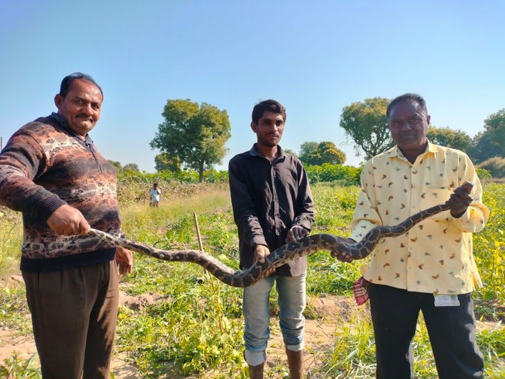In Chada village of Kheralu, a six feet long python came in the field ...
