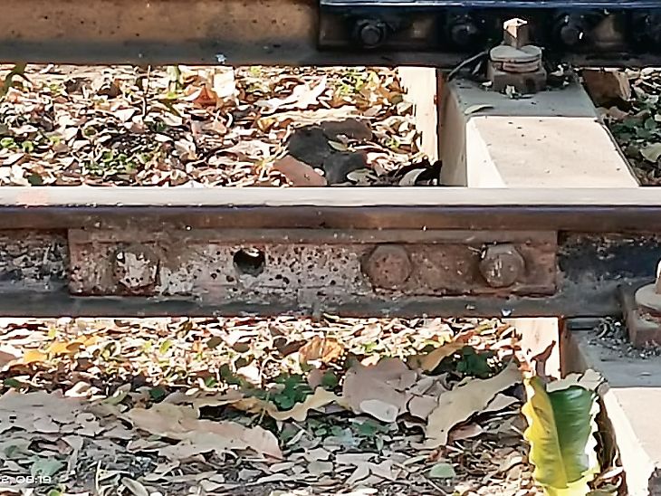A joy train ride on tracks so rotten you can lose them with your hands ...