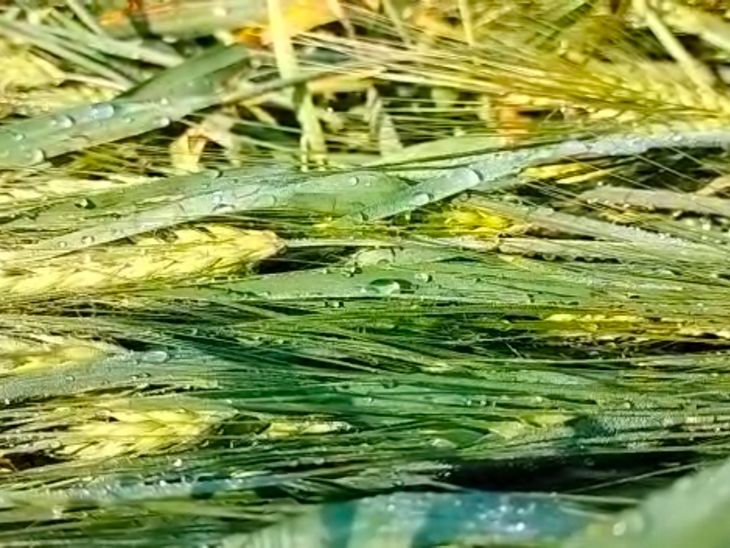 Heavy unseasonal rains damage wheat, gram and maize crops in Aravalli ...