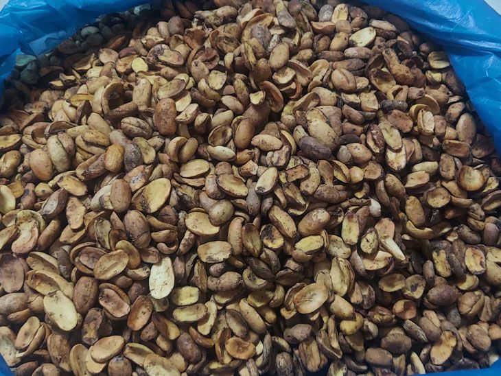 Wellbeing Mahuda tree doli oil for tribal health | મહુડાના ફૂલ થકી આવક ...