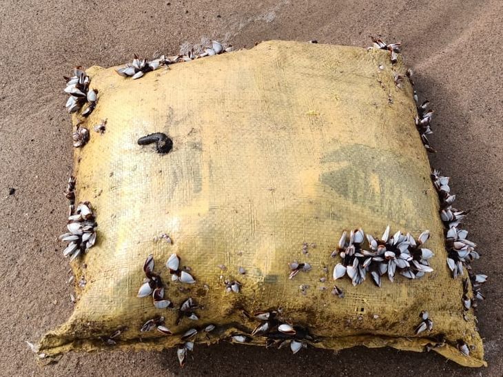 Explosive cell with 10 packets of charas found off Kutch coast, 140 ...