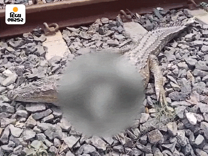 A 4.5 feet crocodile was killed by a train on the railway track in ...