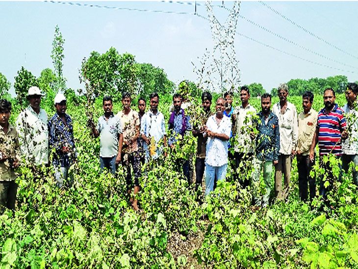Rain in Vinchiya 'waterlogged' 300 hectares of standing crops