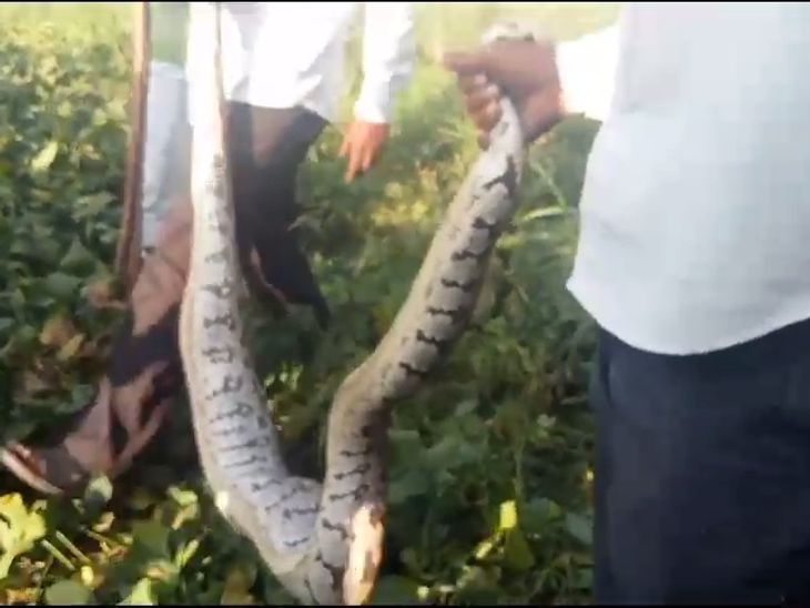 An 8-foot python was rescued by the forest department from a farm in ...