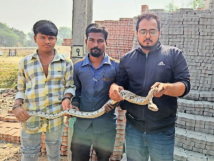 A 5 feet long python came out of a factory in Mankol village | રેસ્ક્યુ ...
