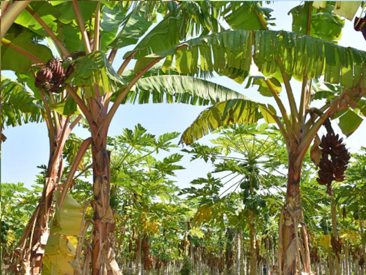 Engineer farmer of Vadodara did Kamal, planted red banana in paddy ...