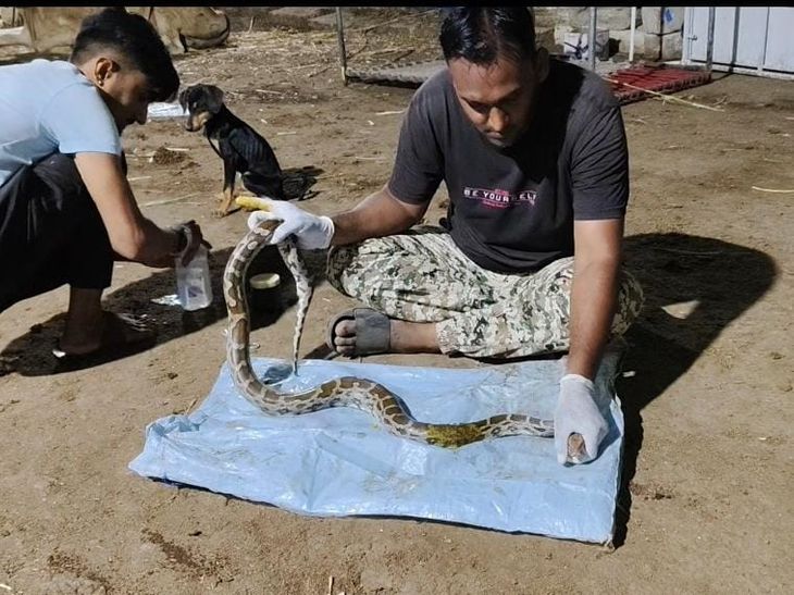 81 snakes were rescued and given new life in June in Bhanwad