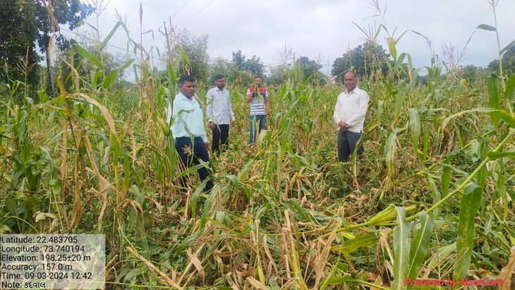 Heavy rain made farmers cry in Kadwal village
