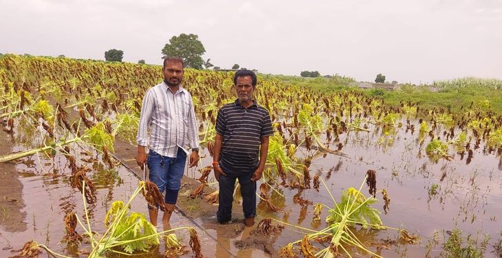 Extensive damage to standing crops in fields due to heavy rains in ...