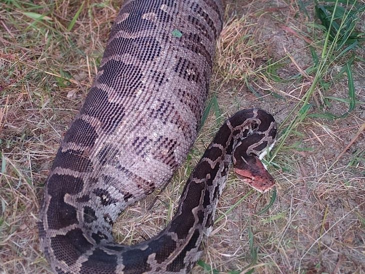 Bhanwad's Mevasa village rescues 14 feet long giant python of extinct ...