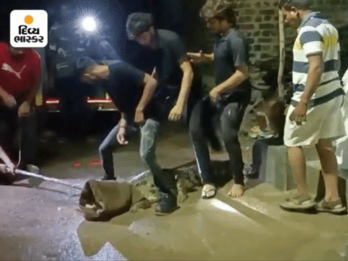 7 more crocodiles were rescued in Vadodara as the flood waters receded