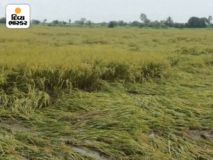 Damage to paddy crop in 1.80 lakh hectares due to rainy conditions in ...