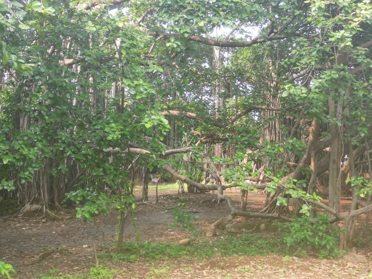 A 400-year-old Vadlo in Ghata, 15 km from Vyara, is a witness to many ...