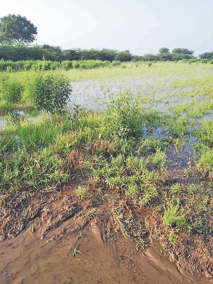The canal water overflowed in the castor fields on the outskirts of ...