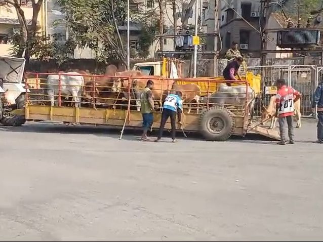 Action on the problem of stray cattle