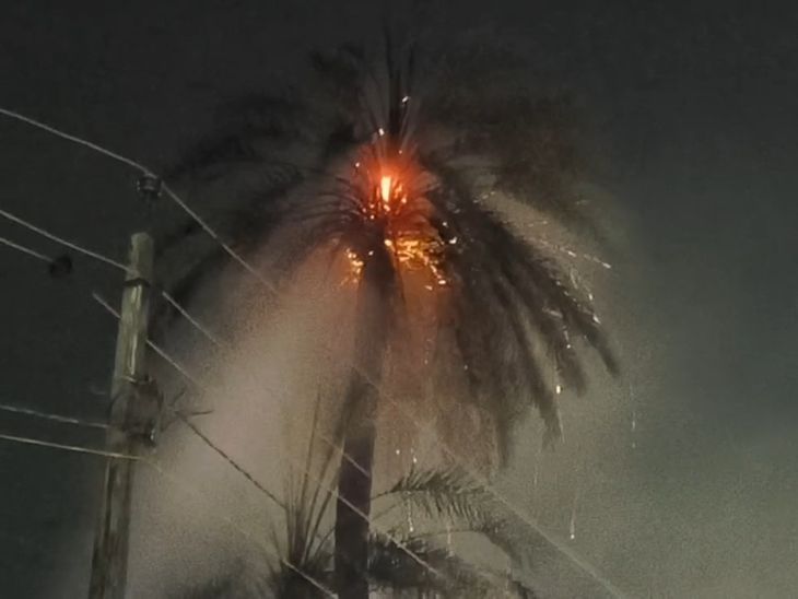Fire in palm tree due to spark in high tension line in Valsad