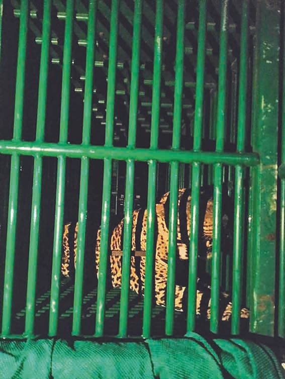 The ferocious leopard from Malihatina was finally caged