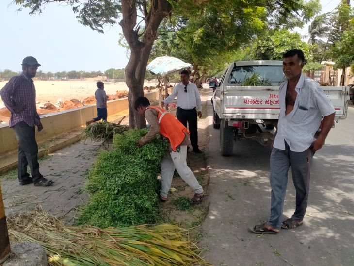 40 maunds of fodder belonging to 8 people were seized and sent to the ...