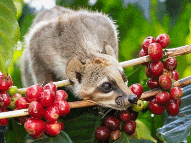 vietnam-dowry-100-cats-zebra-rescued-himachal-ac-helmet-news