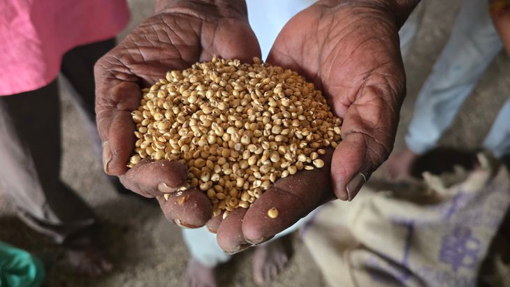 People who eat maize in Naswadi were given sorghum on their ration ...