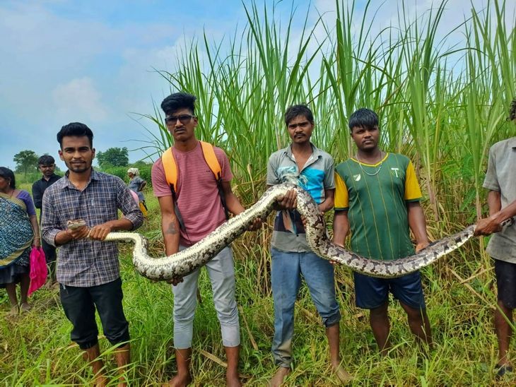 12 feet long and 60 kg python caught