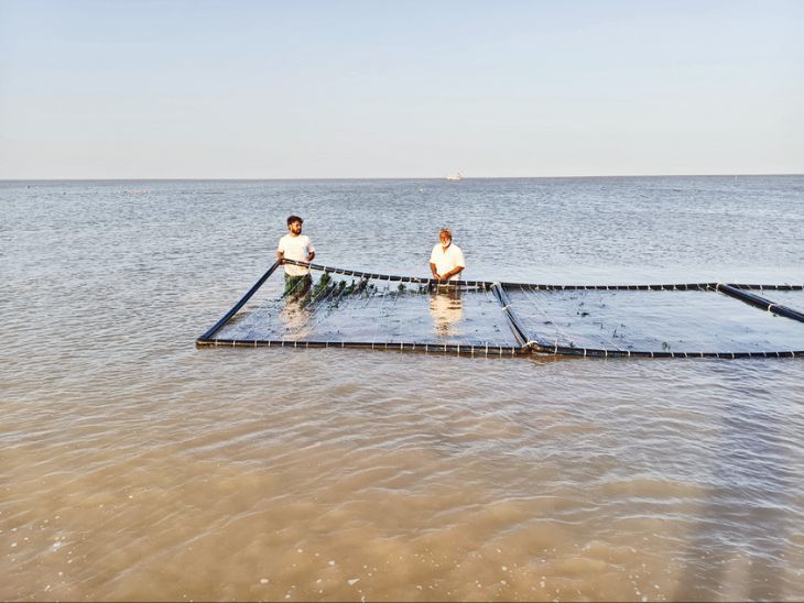 Green revolution in the sea, algae cultivation on 1000 rafts