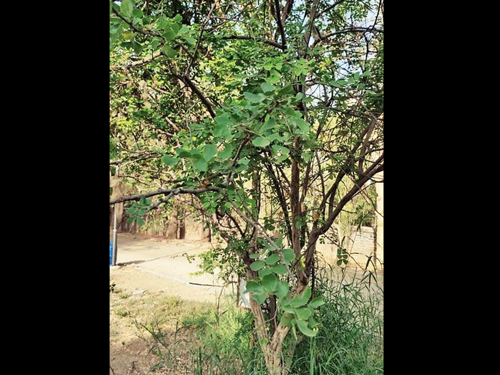 Tree count: The figure reached 8.50 lakh, in which 250 species of trees ...