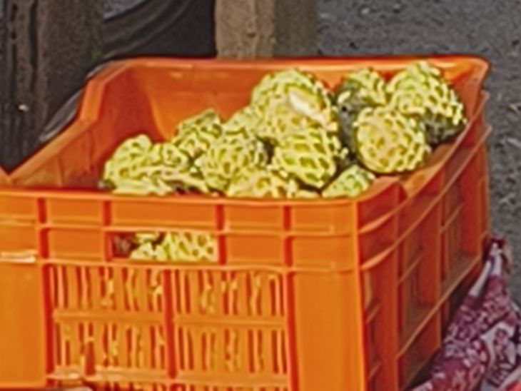 Ghoghamba Custard Apple Season Starts Tribal Income Source