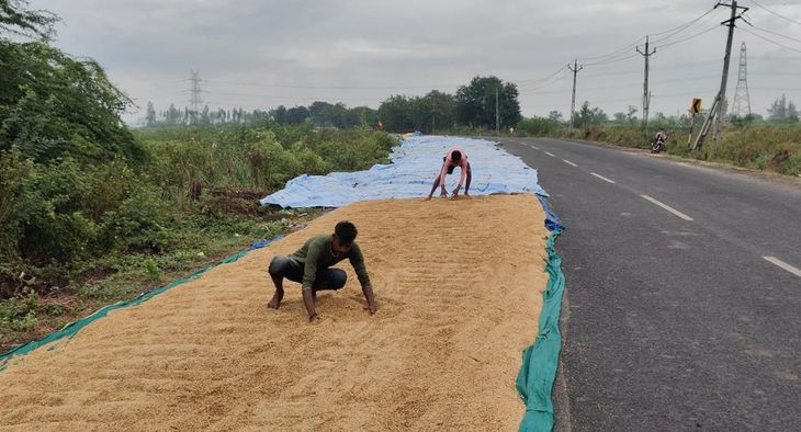 One and a half lakh maunds of paddy dried on the road in Hansot
