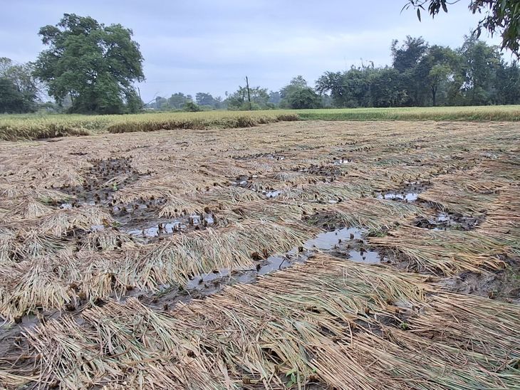 Bodeli Unseasonal Rain Damages Paddy Crops Farmers Worried