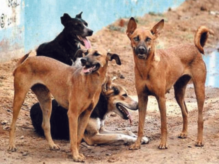 Stray dogs attack more than 6 people in a week in Chikhli, creating ...