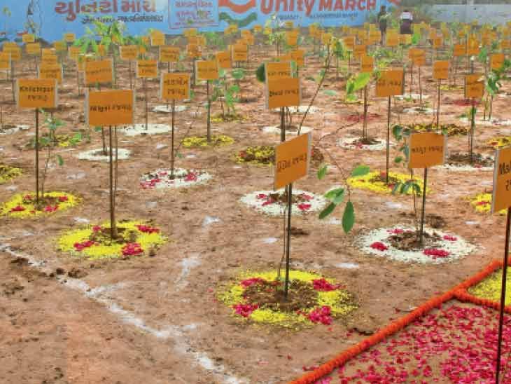 A forest of 7,000 trees of 49 species was created in Gotri in the name ...