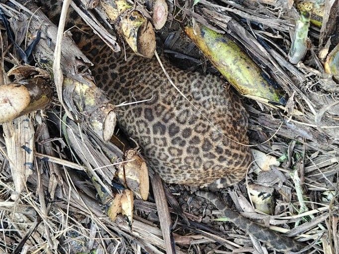 Bardoli Akoti Sugarcane Field Fire: Leopard Cubs Burned; Forest ...