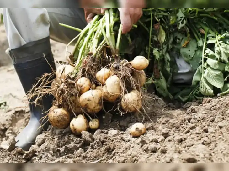 97 percent sowing in North Gujarat: Rye and potato cultivation ...