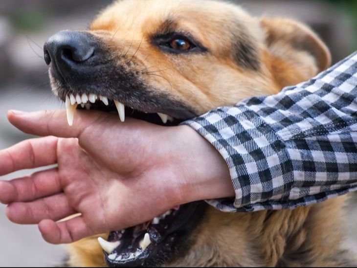 Australia ATAGI Warning Fake Indian Rabies Vaccine; Abhayrab Brand Fake ...