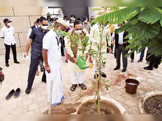 Grandfather received the fruits of the 'Kamandal' tree planted by the ...