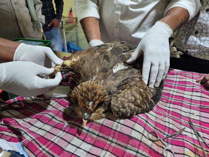 Kadi Uttarayan Kite String Injuries | Birds & People Hurt