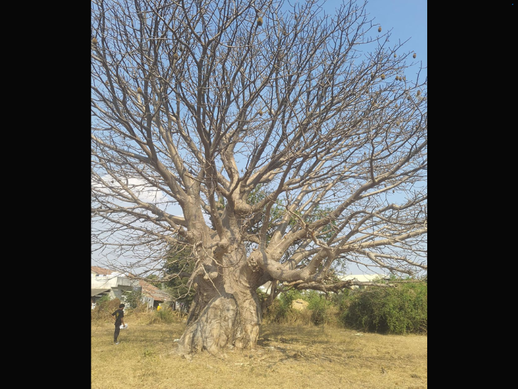 Gorakh tamarind tree found in Jalalpore, more than 250 fruits collected