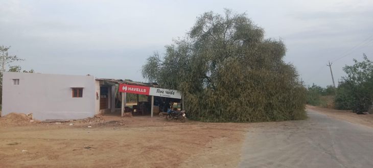 Acacia tree fell near Sapawada