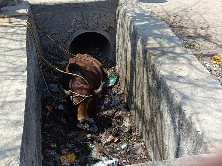 Bhiloda Cow Rescue: JCB Pulls Bull from Gutter Safely