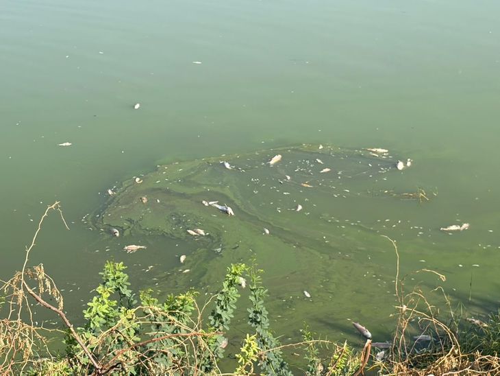 Sami Fish Deaths: Stench Spreads, Oxygen Drop Suspected | Patan
